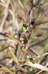 New England aster